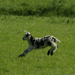 High angle view of a dog running on grass