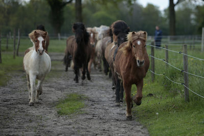 Horses running in ranch