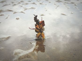 High angle view of crab in lake