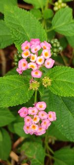 Close-up of pink flowering plant