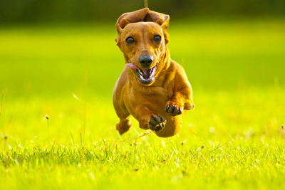 Dog running in field