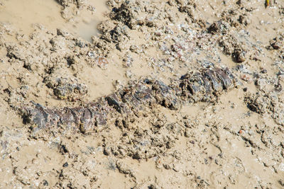 High angle view of a horse on sand