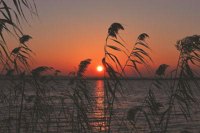 Silhouette plants against sea during sunset