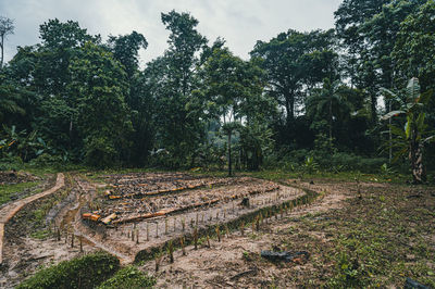 Trees on field