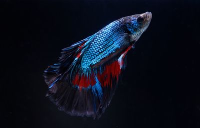 Close-up of fish swimming in sea