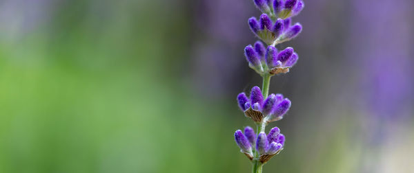 Close-up of purple flowering plant