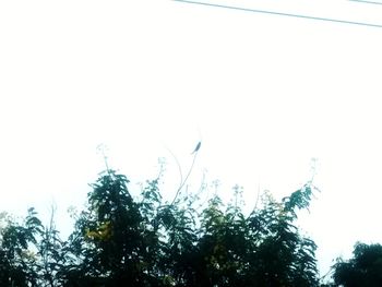 Low angle view of trees against clear sky