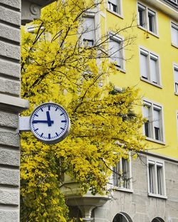 Close-up of yellow flowers in city