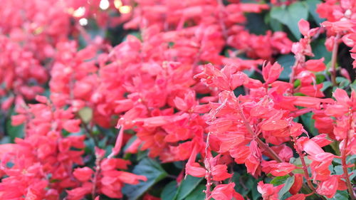 Full frame shot of red flowering plants