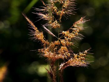 Close-up of plant against blurred background