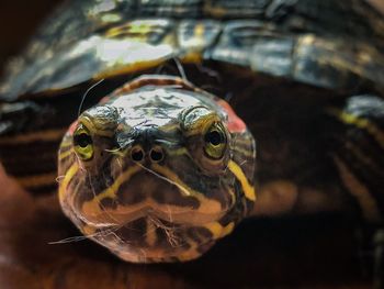 Close-up portrait of a turtle