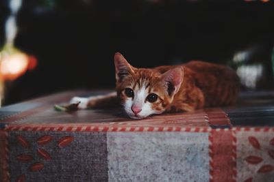 Close-up portrait of a cat