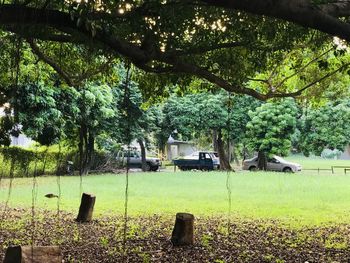 Trees on field in yard