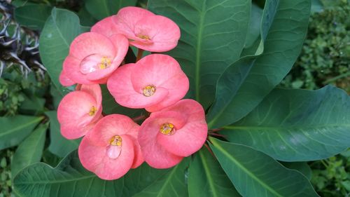 Close-up of pink flowering plant