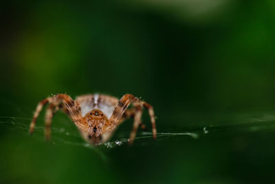 Close-up of spider