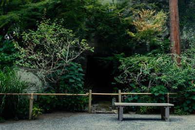 plant