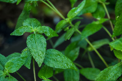 Close-up of wet plant leaves