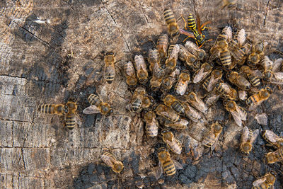 Close-up of bees on wood