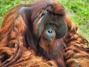 Close-up of orangutan