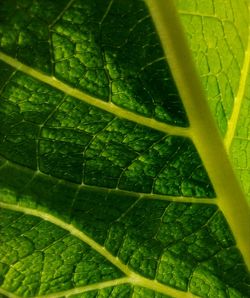 Full frame shot of green leaves