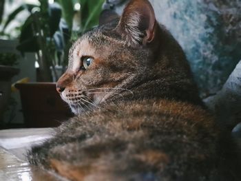 Close-up of a cat