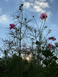 Low angle view of flowering plants against sky