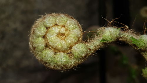 Close-up of cactus plant