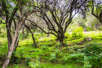 Trees in forest