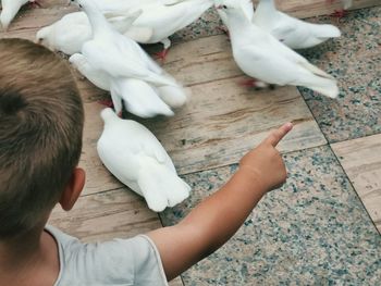 High angle view of child with pigeons