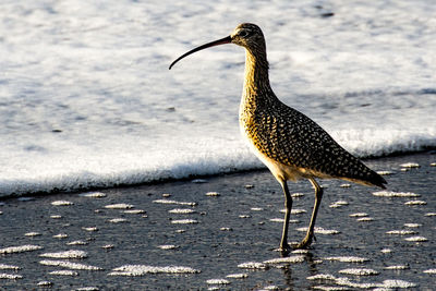 Close-up of bird in water