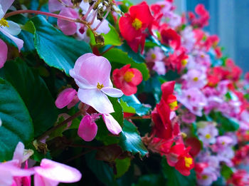 Close-up of pink flowers