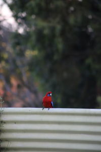 Close-up of bird