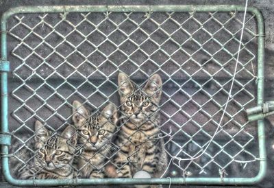 Cat in cage