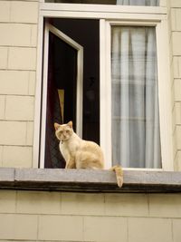 Cat sitting on window of building