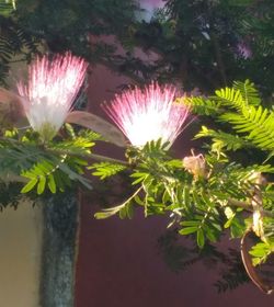 Close-up of pink flowering plant