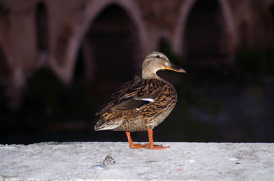 Close-up of bird perching on a wall