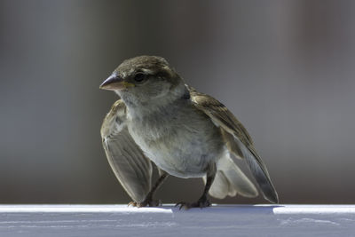 Close-up of bird perching on railing