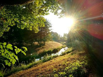 Sun shining through trees