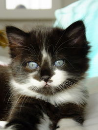 Close-up portrait of cat