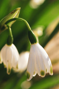 Close-up of white flowering plant