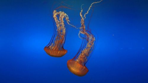 Sea nettle jellyfish swimming in aquarium