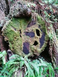 Full frame shot of tree trunk