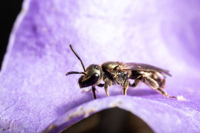 Close-up of bee pollinating on purple flower