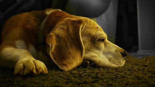 Close-up of a dog sleeping at home