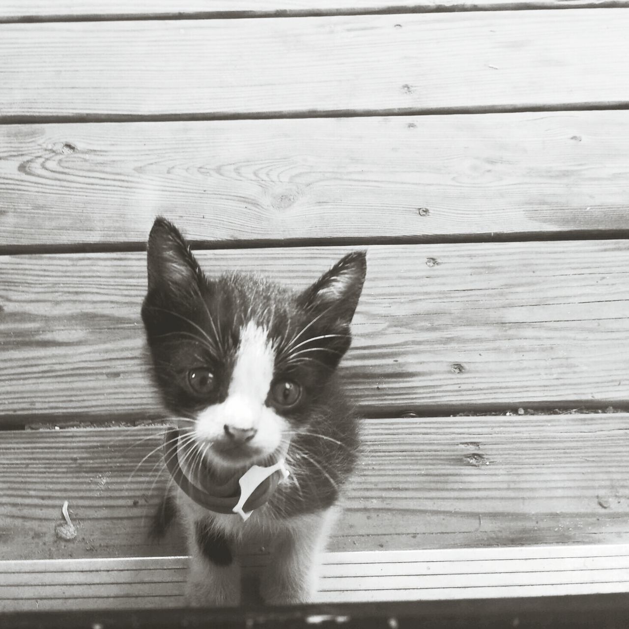 animal themes, domestic cat, one animal, cat, pets, domestic animals, feline, mammal, wood - material, looking at camera, portrait, wooden, whisker, plank, sitting, alertness, wood, close-up, relaxation, front view