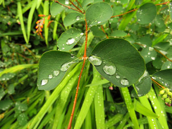 Close-up of raindrops on leaf