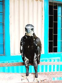 Portrait of falcon perching outdoors