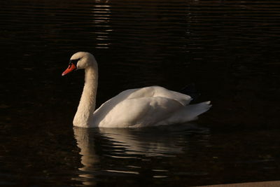 Swan swimming in lake