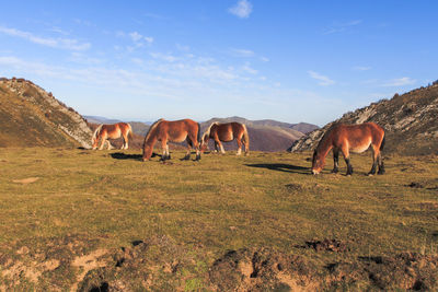 Four brown horses grazing on mountain with blue sky