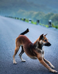 Close-up of dog on road